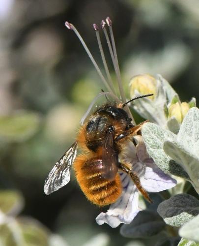 Osmia tricornis